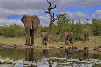 African elephant (Loxodonta africana), adult, female, mother, young, mother with young, at the