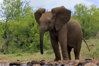 African elephant (Loxodonta africana), young animal, at the water, Kruger National Park, Kruger