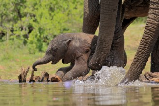 African elephant (Loxodonta africana), young animal, calf, baby elephant, mother, young animal with