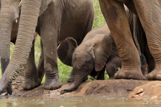 African elephant (Loxodonta africana), young animal, calf, baby elephant, mother, young animal with