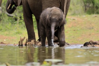 African elephant (Loxodonta africana), young animal, calf, baby elephant, mother, young animal with