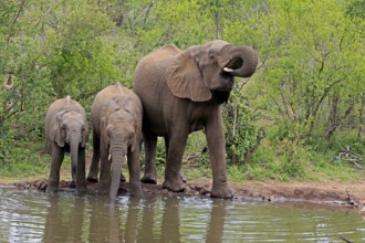 African elephant (Loxodonta africana), juvenile, mother, adult, female, mother with two juveniles,