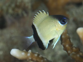 Small, brightly coloured fish, blackband damselfish (Pycnochromis retrofasciatus), over coral