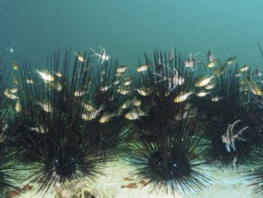 Flagfin cardinalfish (Ostorhinchus hoevenii) move in dense groups of diademed sea urchins (Diadema