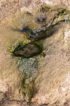 Mineralised water running out of a rock face, Huqf rocky desert, Arabian Peninsula, Sultanate of