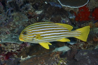 A yellow striped fish, golden banded sweetlips (Plectorhinchus polytaenia), swimming on the coral