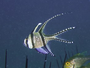 A cardinalfish, Banggai cardinalfish (Pterapogon kauderni), swimming over sea urchins, dive site