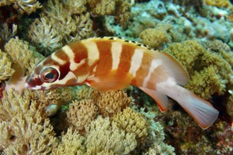 Goldblotch grouper (Epinephelus fasciatus), swimming above a bright coral reef, dive site SD, Nusa