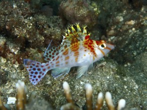 A colourful fish, Dwarf Hawkfish (Cirrhitichthys falco), resting on the seabed, dive site Twin