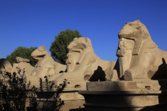 Luxor, part of the Avenue of the Ram, Karnak Temple, Africa, Upper Egypt, UNESCO World Heritage