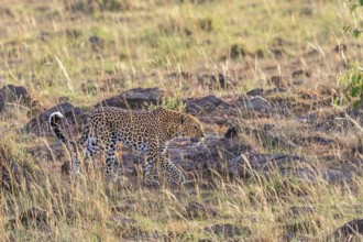 Leopard (Panthera pardus) walking in the grass on the african savanna, Maasai Mara National