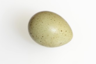 Chinese dwarf quail (Synoicus chinensis, Coturnix chinensis), egg, quail egg on white background