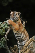 Sumatran tiger (Panthera tigris sumatrae), young, captive, native to Sumatra, Indonesia, Asia