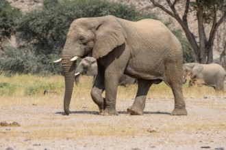 Desert elephant (Loxodonta africana) in the Huab dry river, Damaraland, Kunene region, Namibia,