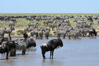 Blue wildebeests (Connochaetes taurinus) and zebras (Equus burchelli) by the pond, Serengeti