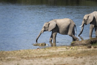 Elephant calf, Loxodentra africana, drinking water beside a Nile crocodile. An adult elephant is