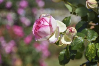 Blooming pink and white roses in Rosedal, the rose garden in Buenos Aires, Argentina, South America