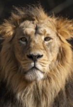 Asiatic Lion (Panthera leo persica), male, portrait, occurring in India, captive