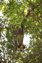 Sri Lanka giant squirrel (Ratufa macroura) upside down on a tree, Habarana, Anuradhapura, North