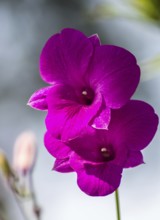 Purple orchid flowers with blue background in the botanical garden in Singapore