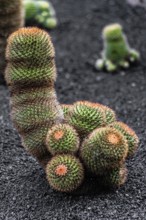 2016, Guatiza, Lanzarote, Jardin de Cactus by Cesar Manrique, ESP, Spain, Canary Islands, Canary