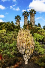 2016, Tiagua, Lanzarote, Farm Museum El Patio, Tiagua, ESP, Spain, Canary Islands, Canary Islands,