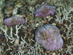 Purple coloured mushroom corals (Fungia fungites) scattered on a seabed, dive site Gondol Reef,