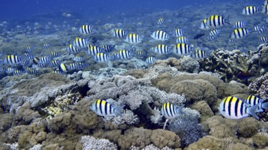 Many striped fish, Indo-Pacific sergeant (Abudefduf vaigiensis), swimming over a dense coral reef,