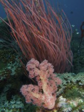 Red tree coral (Dendronephthya), shrub gorgonian, rute gorgonian (Ellisella ceratophyta) and other