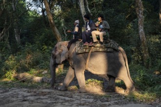 Tourists ride elephants during a safari at Kaziranga National Park on December 5, 2024 in