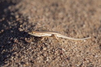 Small lizard (Lacertidae) in the sand, Damaraland, Erongo, Namibia, Africa