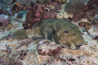 A camouflaged giant pufferfish (Arothron stellatus) lies on a colourful seabed, dive site