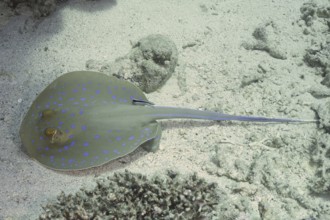 A blue spotted ray (Taeniura lymma) lies on a sandy seabed and is being cared for by a cleaner