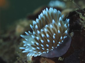 Bright blue nudibranch with long tentacles, gas flame nudibranch (Bonisa nakaza), in the underwater