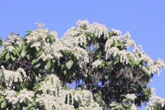 Flowering japanese andromeda (Pieris japonica), North Rhine-Westphalia, Germany, Europe