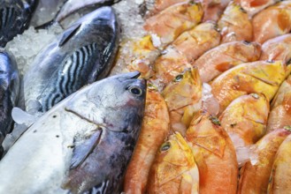 Red Sea Fish, Fish Market in Hurghada, Egypt, Africa