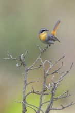 Cossypha caffra, family of flycatchers, Underberg surroundings, Underberg, KwaZulu-Natal, South