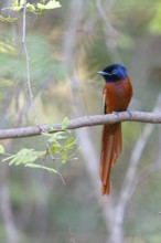 Senegal Paradise Flycatcher, (Terpsiphone rufiventer), Brufut woods, Brufut, South Bank, Gambia,