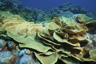 Coral colony Colony of leaf-shaped corals Goblet coral (Turbinaria mesenterina), Pacific Ocean, Yap