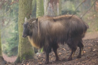 A male Himalayan Tahr (Hemitragus jemlahicus) stands in the forest on a foggy day