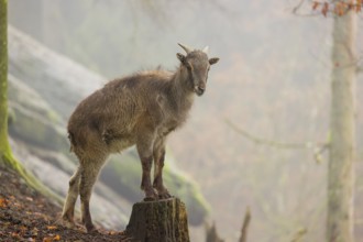 A female Himalayan Tahr (Hemitragus jemlahicus) stands in the forest on a foggy day