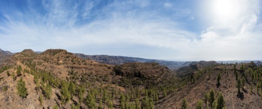 Pine forest in the Palmitos Mountains, Gran Canaria, Canary Islands, Spain, Europe