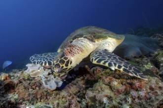 Large specimen of Green turtle (Chelonia mydas) sea turtle lying in lively colourful coral reef and