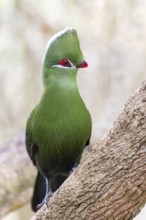 Helmturako, (Tauraco corythaix), Garden Route National Park, Wilderness Section, Wilderness,