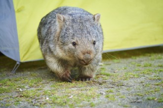 Close-up of a common wombat (Vombatus ursinus) wildlife in spring, Australia, Oceania