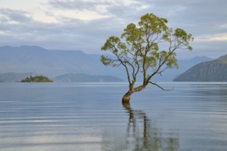 A tree juts out of a calm blue lake with mountains in the background, summer, Lake Wanaka, Wanaka,