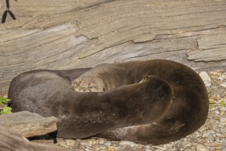 Yin and yang. Two giant otter or giant river otter (Pteronura brasiliensis) male and female,