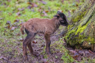 A Cameroon or Cameroon Dwarf sheep lamb, Ovis gmelini aries, standing in a forest