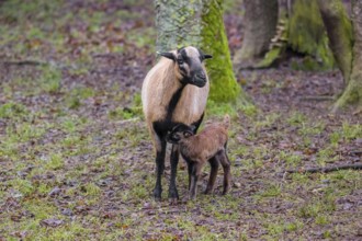 A female Cameroon or Cameroon Dwarf sheep, Ovis gmelini aries, and its lamb stand on a forest edge