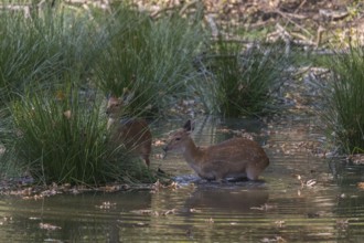 Vietnamese Sika Deer doe, Cervus nippon pseudaxis, standing in a shallow pond feeding on the reed